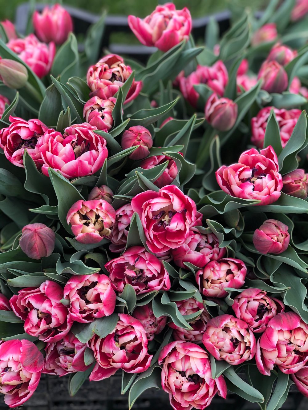 Image of 2025 Spring Blooms Subscription