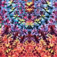 Image 4 of 4XL  Bright Kenneystyle 