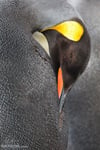 Napping King Penguin