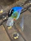 Multi Color Squarebill 