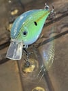 Green Blue Top Squarebill
