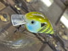 Blue Gill / Green Squarebill