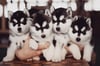 Siberian Husky Puppy Male /Female (pre order sale )