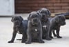 Cane Corso puppy  (Male , Female )