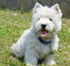 West Highland White Terrier puppy