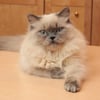 Himalayan Cat (kitten)