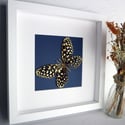 Woodcut Framed Butterfly 