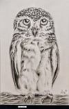 Little Owl: Tiny Graphite Drawing 