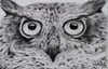 Who Stares Wins: Charcoal Drawing of an Owl Face