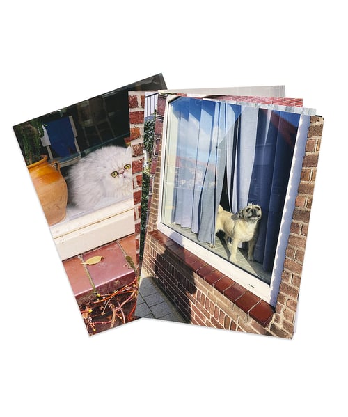 Image of 'Cats and Dogs in the Window' -  postcardset