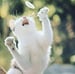 Image of (Masahisa Fukase) (The Strawhat Cat)
