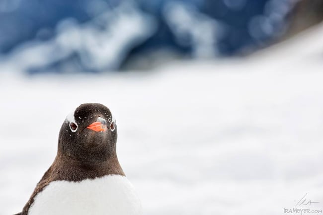 Gentoo Penguin #3