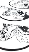 Sky Turtle