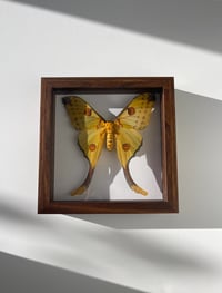 Image 1 of Comet Moth