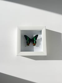 Image 2 of Sunset Moth