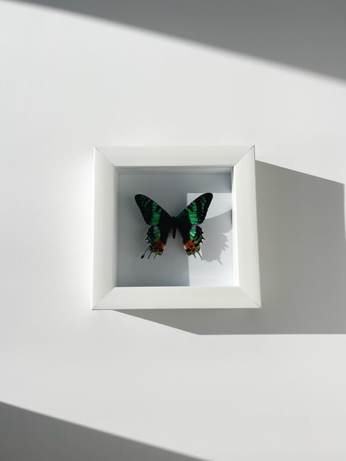 Image of Sunset Moth