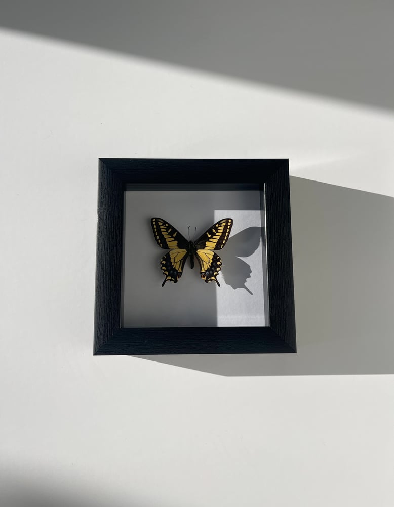 Image of Papilio zelicaon (Anise swallowtail)