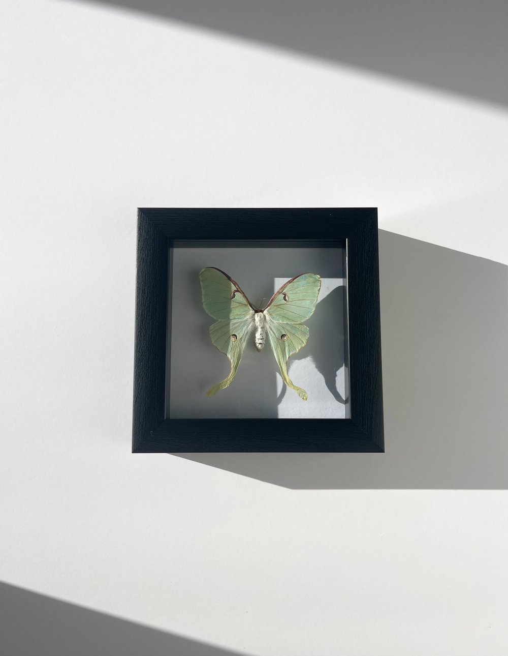 Image of Luna Moth