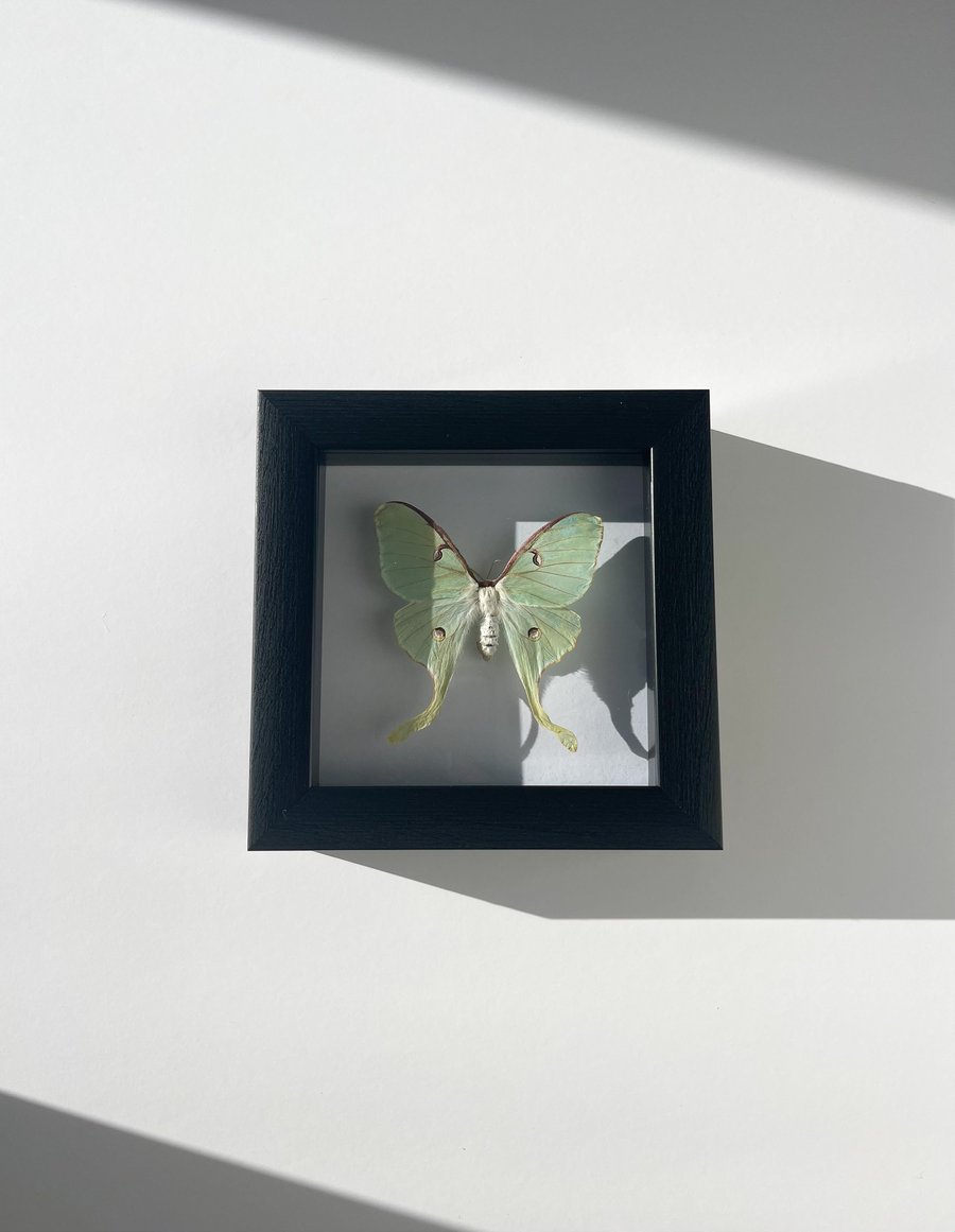 Image of Luna Moth