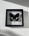 Papilio gambrisius butterfly 