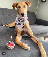 Image 1 of Gotcha Day Dog Bandana