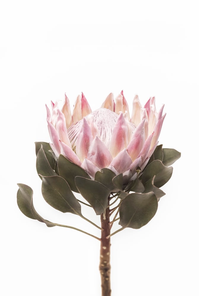 Image of King Protea Pink 