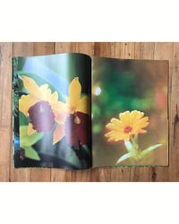 Image 2 of Adam Turnbull 'Found Flowers' - artist publication