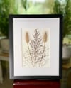 Pink Muhly Grass And Rose Fountain Grass Seed Heads Wildflower Art In 8" X 10" Frame (Item# 2022078)