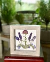 Plum Chrysanthemum, Veronica, Lavender And Catmint Wildflowers In 6" X 6" Shadow Box (Item# 202206S)
