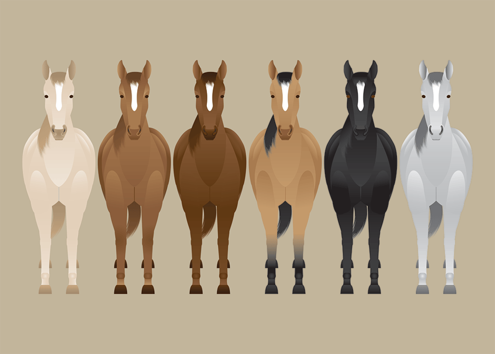 Quarter Horse Collection