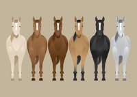 Image 1 of Horse Collection