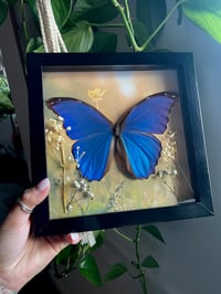 Sunset Morpho box 