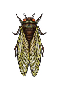 Image 1 of Cicada (4X6)