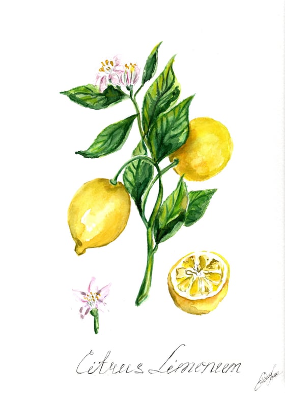 Image of 9x12 Original Botanical Watercolor - Lemon