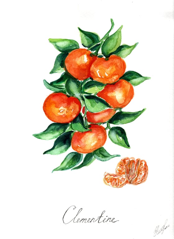 Image of 9x12 Original Botanical Watercolor - Clementine