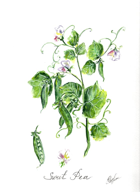 Image of 9x12 Original Botanical Watercolor - Sweet Pea