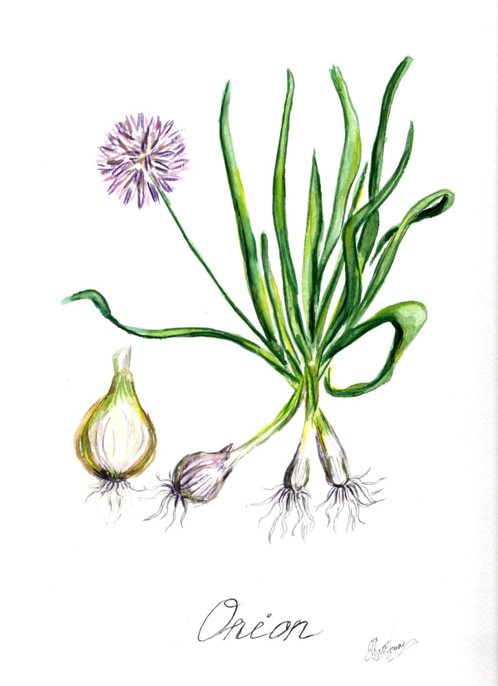 Image of 9x12 Original Botanical Watercolor - Onion