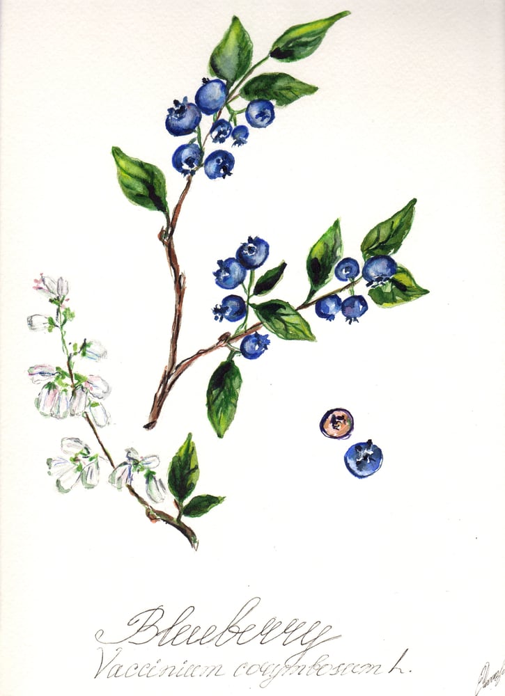 Image of 11x14 Original Botanical Watercolor - Blueberries