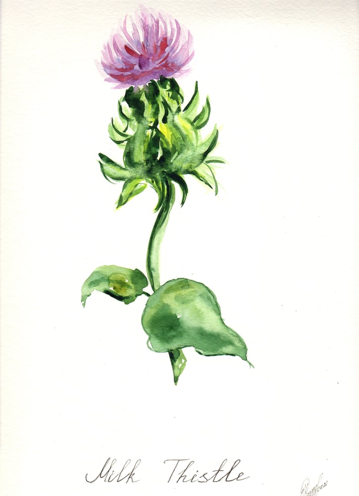 Image of 11x14 Original Botanical Watercolor - Milk Thistle