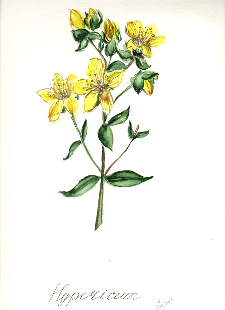 Image of 11x14 Original Botanical Watercolor - Hypericum
