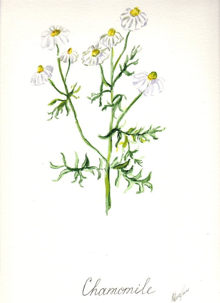 Image of 11x14 Original Botanical Watercolor - Chamomile