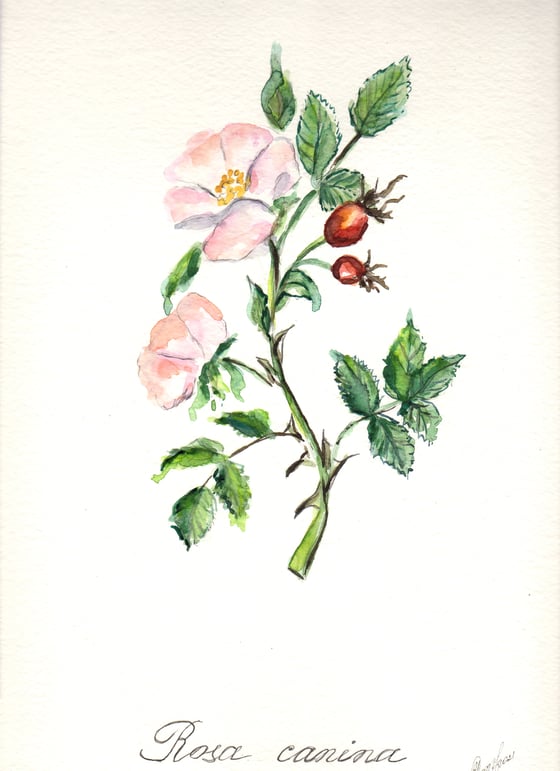 Image of 11x14 Original Botanical Watercolor - Rosa Canina