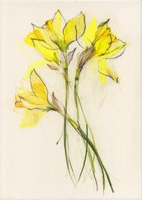 Daffodil study no. 1