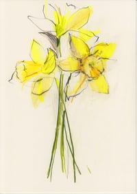 Daffodil study no. 2