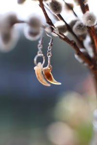 Image 3 of Orecchini -Artiglio di Volpe-