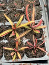 Drosera adelae