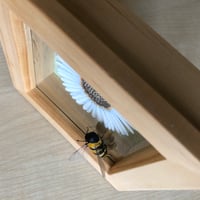 Image 4 of Framed Daisy with Honey bee Paper sculpture.