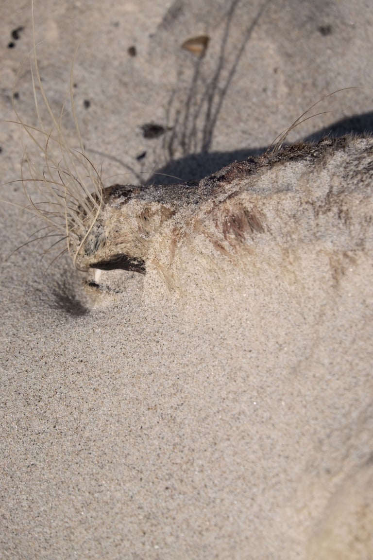 The Dune