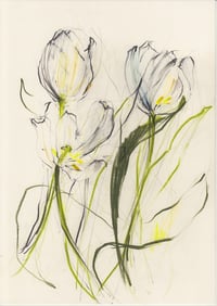 Tulip study no. 2