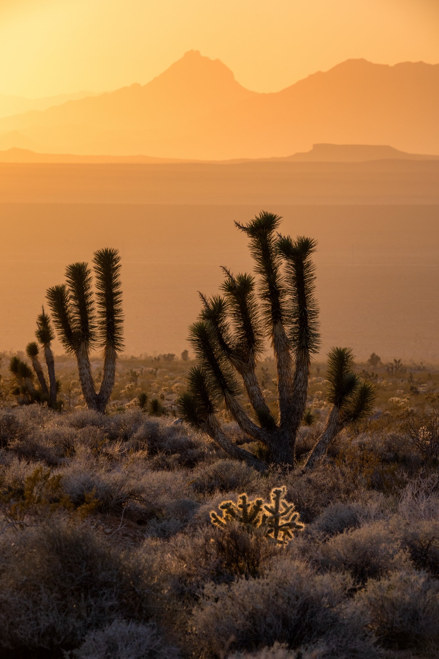 Image of Desert Sunset